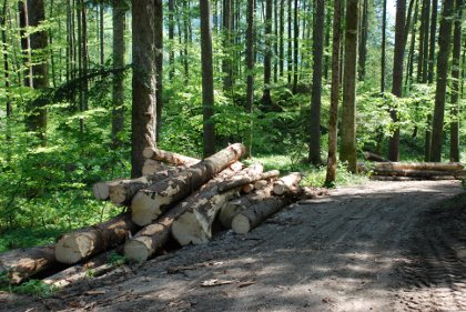 skladišče lesa ob gozdni cesti