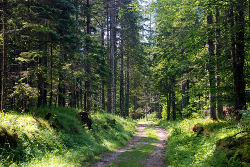 Gozdna cesta