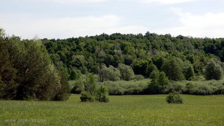 Gozd in travnik