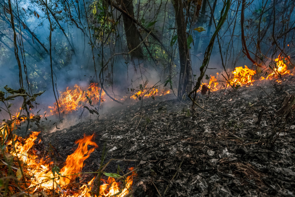 Talni gozdni požar - gori suho listje in podrast